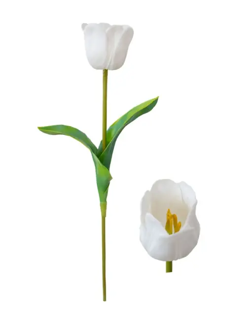 Haste de Tulipa P.U Toque Real